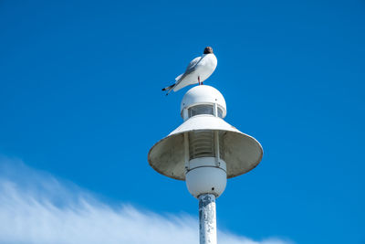 Low angle view of seagull perching on pole against sky