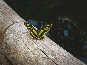 Close-up of butterfly perching on leaf