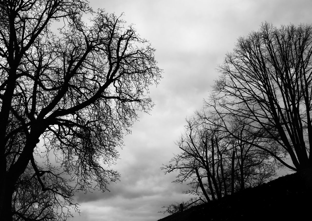 HIGH SECTION OF BARE TREES AGAINST CLOUDY SKY