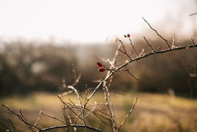 Close-up of flowering plant on field against sky