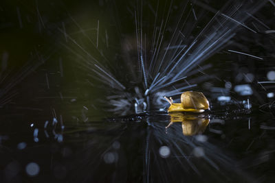 Close-up of snail with rain drop