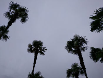 Low angle view of palm trees against clear sky