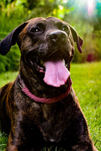 Close-up of dog sticking out tongue against plants