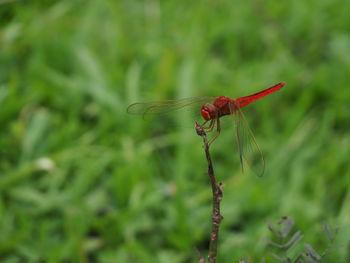 Close-up of dragonfly on plant