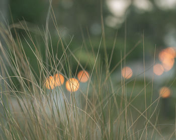 Close-up of flowering plants on land