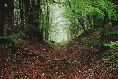 Trees growing in forest