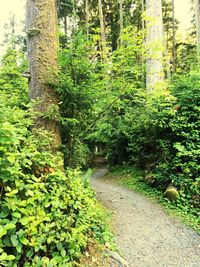 Plants in forest