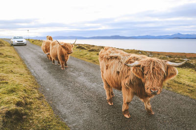 Highland cattle on the road  scotland landscape