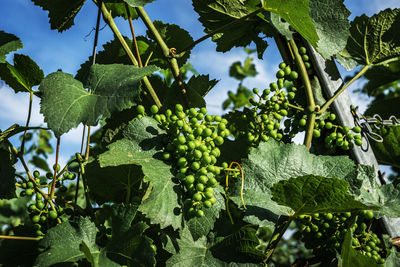 Low angle view of fruit growing on tree