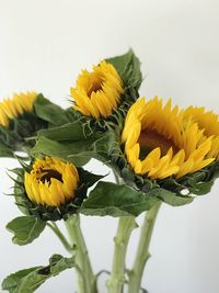 Close-up of fresh yellow flowers against white background