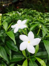 Close-up of white flowers blooming outdoors