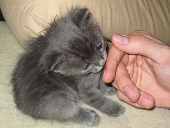 Close-up of hand holding cat