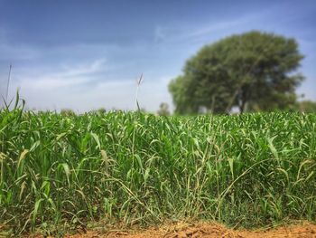 Scenic view of grassy field against sky