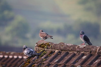 Close-up of birds perching on roof against fence