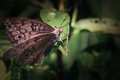 Close-up of butterfly on leaf