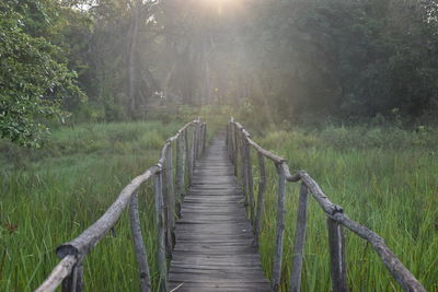 Boardwalk amidst trees in forest