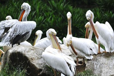 Close-up of white birds