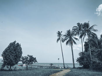Palm trees on field against sky