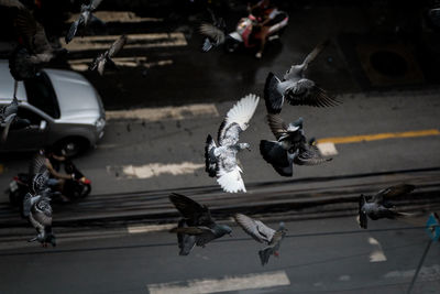 High angle view of pigeons on road