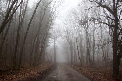 Dirt road amidst trees in forest