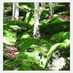 Trees growing in forest