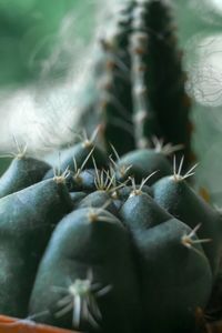 Close-up of succulent plant