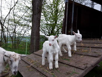 Close-up of goat with lambs at farm