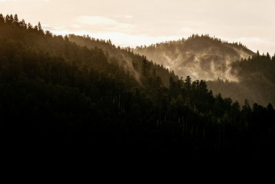 Scenic view of vineyard against sky