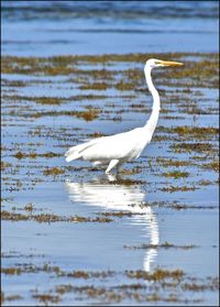 Close-up of white birds in lake