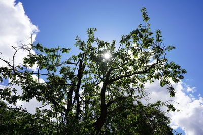 Low angle view of tree against sky on sunny day
