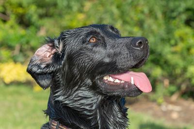 Head shot of a wet black labrador with an inside out ear