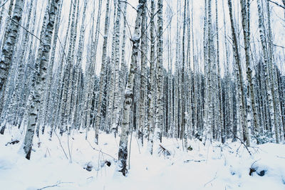 Birch trees in snowy forest