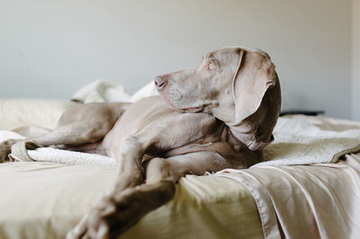 Dog relaxing on bed