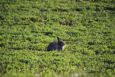 Bird in a field