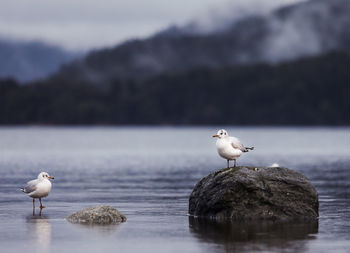 Seagull perching on beach