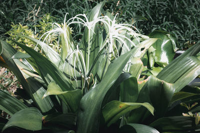 Close-up of plants growing on field