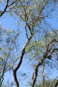 Low angle view of tree against sky