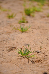 High angle view of plant on sand