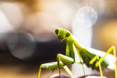 Close-up of insect on leaf