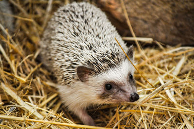 Close-up of hedgehog on field