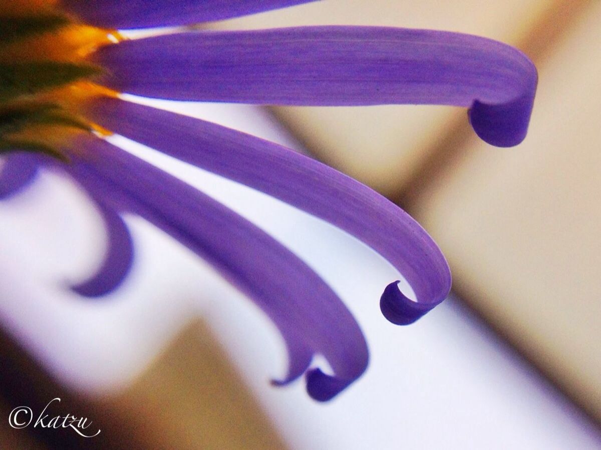 indoors, close-up, blue, selective focus, purple, multi colored, still life, focus on foreground, no people, high angle view, part of, detail, pattern, extreme close-up, fragility, flower, colorful, backgrounds, table, full frame