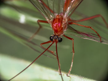 Close-up of insect on leaf