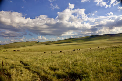 Scenic view of grassy field against sky