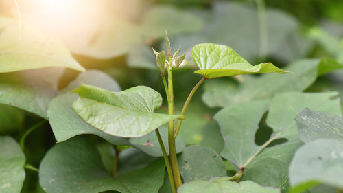 Fresh sweet potato field, shallow dof close up on leaf at middle image