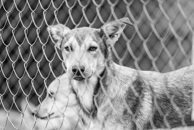 Close-up portrait of a dog