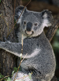 Nice koala, brisbane-australia