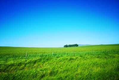 Scenic view of agricultural field against clear blue sky