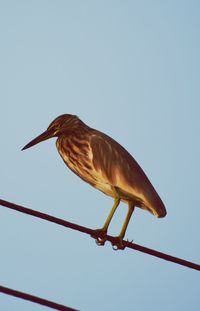 Low angle view of bird perching against sky