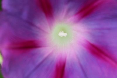 Macro shot of pink flower