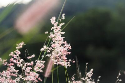 Close-up of flowering plant on land